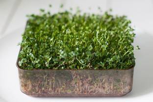 Airex Broccoli (Green Sprouting Calabrese) Microgreen Seed Seed