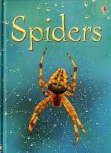 Spiders