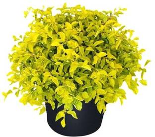 Vijay Sales Duranta Plant