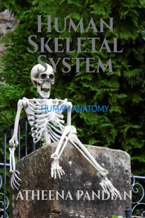 Human Skeletal System