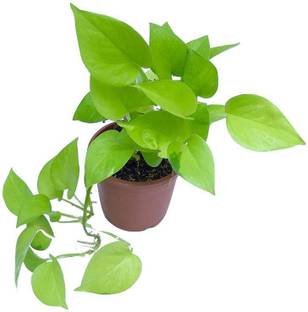 PlantaZee Indoor Golden Money Plant (Pot included 4"INCH) Seed