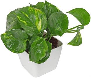 PlantaZee Air Purifier Money Plant in 4" White Plastic Pot Seed
