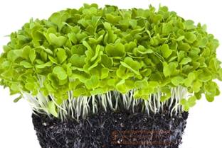 Airex Microgreen Seeds Seed