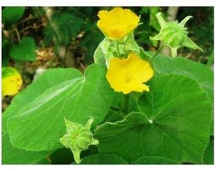 Vijay Sales Heart Leaf Oxycardium Plant