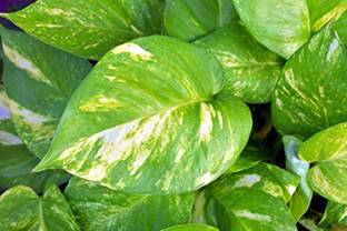 SSPLANTS COMBO OFFER CHINA CHANDANI AND MONEY PLANT LIVE HAVEY FLOWER IN ALL TIME (CHINA ROSE) Seed