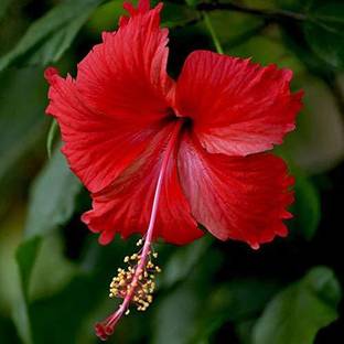 SSPLANTS Gudhal Live Plant, Hibiscus flower, Hibiscus rosa-sinensis, Hibiscus (disambiguation) Seed
