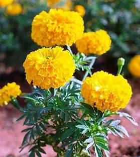 SSPLANTS Marigold Plant
