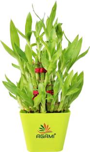 AGAMI Three Layer Bamboo Plant