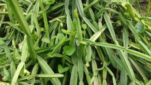 M-Technologies Cissus Plant