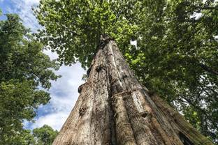 SHOP 360 GARDEN Tectona grandis / Teak / Teak wood / Teak Tree / Sagwan / Thekku Timber Tree Seeds For Growing Seed