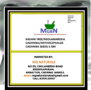 MGBN KADAM TREE/NEOLAMARCKIA CADAMBA/ANTHOCEPHALUS CADAMBA SEEDS 1 GM Seed