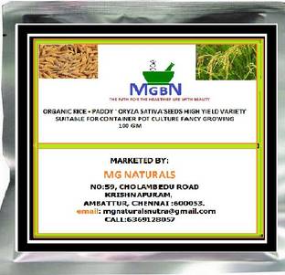 MGBN ORGANIC RICE ~ PADDY ' ORYZA SATIVA'SEEDS HIGH YIELD VARIETY SUITABLE FOR CONTAINER POT CULTURE FANCY GROWING 100 GM Seed