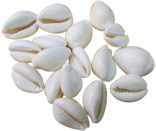 SUNINOW Suninow Natural White Kawdi/Kaudi/Kowdi/Cowrie/Koudi Shells- for Laxmi Pooja | Diwali Pooja | Deepawali P Decorative Showpiece  -  2 cm