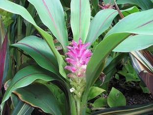 M-Technologies Heart Leaf Oxycardium Plant