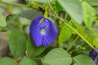 M-Technologies Heart Leaf Oxycardium Plant
