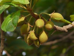 M-Technologies Heart Leaf Oxycardium Plant
