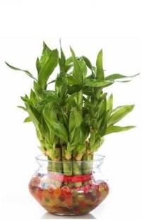 Dr. Homz N Kitch Two Layer Bamboo Plant