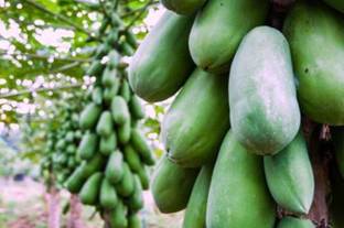 FRESH SEEDS Hybrid Papaya Taiwan 786 Variety Seeds(140 Seeds) Seed