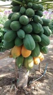 FRESH SEEDS Hybrid Papaya Taiwan 786 Variety Seeds Seed
