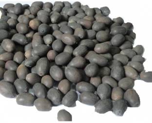 WILD FOREST KAMAL GATTA Seed