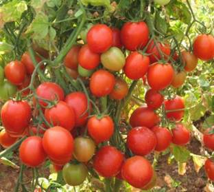 FRESH SEEDS First Triple Disease Resistant Tomato F1 Hybrid Arka Rakshak” Tomato(130 Seeds) Seed