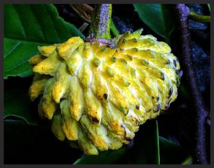 M-Technologies Rare Rollinia deliciosa Fruit Live Seedling Plant