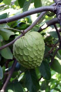 M-Technologies Rare Cherimoya Fruit Exotic Seedling Live Plant