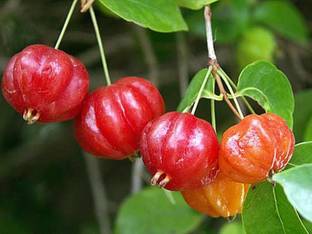 M-Technologies Cherry Fruit Plant