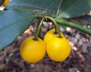 M-Technologies Rare Baraba Fruit Live Seedling Plant