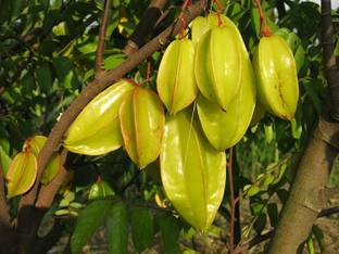 M-Technologies Rare Star Fruit Carambola Fruit Live Layering Live Plant