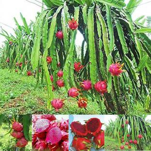 M-Technologies Dragon Tree