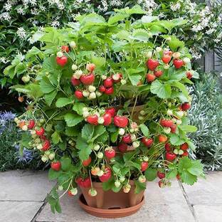 Earth Plant Farm Strawberry Plant
