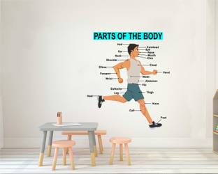 Decal O Decal 90 cm ' Parts of the Human Body for Kids Learning ' Kids Nursery Wall Stickers Self Adhesive Sticker