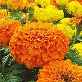 SSPLANTS Marigold Plant