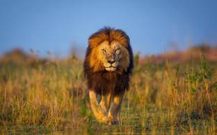 Lion Sticker Poster|Animal Poster|wild life Poster|size:12x18 inch Paper Print