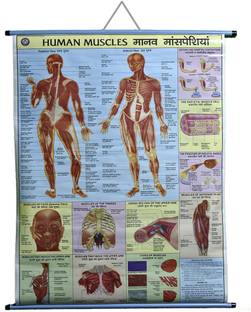 ROLLUP CHART OF HUMAN MUSCLES (PIPE MOUNTED) Photographic Paper