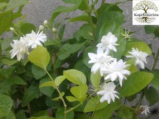 Kapebonavista Arabian Jasmine Malli Bela Motiya plant, it is a plant not a seed Seed