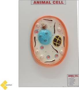 Square Drop Animal Cell Multi Color 3D Wooden Teaching Hands-On Tools for Students and Teachers
