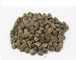 Garden Craft Wingless Moringa Drumstick Seed Seed