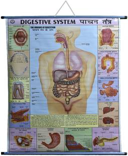 ROLLUP CHART OF DIGESTIVE SYSTEM (PIPE MOUNTED) Photographic Paper