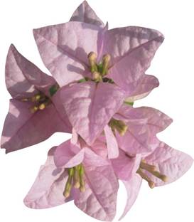 Futaba Bougainvillea Spectabilis Flower Seeds-Light Pink Seed