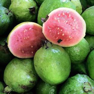 FLARE SEEDS FLARE SEEDS Exotic Red Malaysian Guava 50 Hybrid Seeds Seed