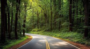 Asmi Collections 90 cm Beautiful Road in Green Tree Forest Wall Sticker Removable Sticker