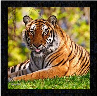 Poster N Frames Painting of tiger Digital Reprint 14 inch x 14 inch Painting