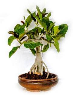 Timbactu Sageretia Plant