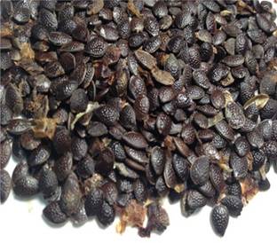 MGBN PASSION FRUIT/PASSIFLORA SEED - 2 GM (50 SEEDS) Seed