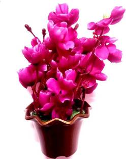 Green Plant indoor Flower12 Pink Orchids Artificial Flower  with Pot