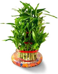 Real Nature Three Layer Bamboo Plant