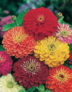 Aapkidukan Zinnia Lilliput Mixed Seed