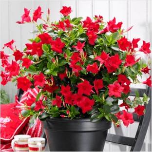Vijay Sales Heart Leaf Oxycardium Plant